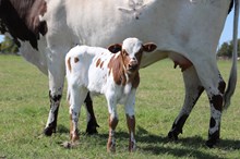 Angel x Contender Bull Calf