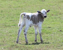 Eagle Woman x Boogeyman Bull Calf