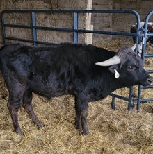 Golden Girl Bull Calf