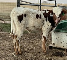 Angel x Contender Bull Calf