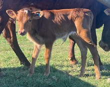 Miss Melanie x Roman Crown Heifer Calf