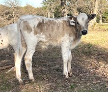 Eagle Woman x Boogeyman Bull Calf