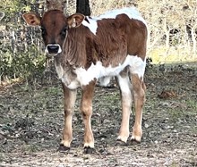 TX Gold x Boogeyman Heifer Calf