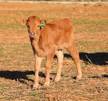 Boomer x EJS Fifty Bull Calf