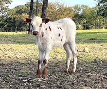 Icons Safari x Roman Crown Bull Calf