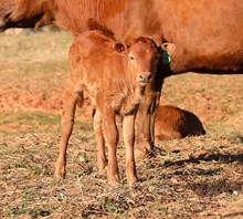 Patty Cake x EJS Fifty Bull Calf