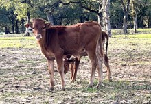 Reba x Roman Crown Bull Calf