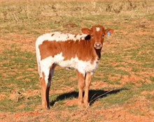 Ringer x Boogeyman Heifer Calf