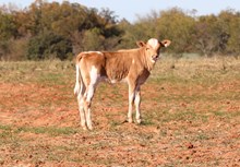 Hot Safari x Boogeyman Heifer Calf